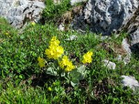 013  Petergstamm (Primula balbisii)